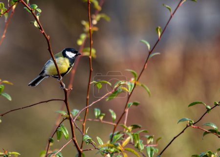 Busy Great Tit with black head & yellow chest, explores Dublin's National Botanic Gardens.