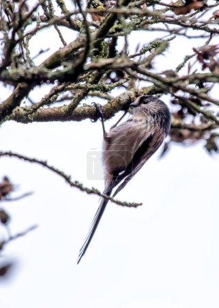 Zarter Singvogel mit unglaublich langem Schwanz, der in Dublins Botanischem Garten zwischen Ästen flattert.