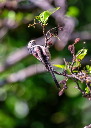 Zarter Singvogel mit unglaublich langem Schwanz, der in Dublins Botanischem Garten zwischen Ästen flattert.