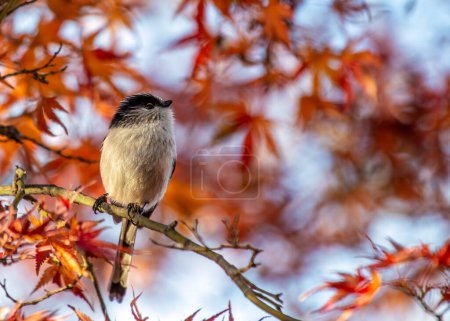 Delicado pájaro cantor con una cola increíblemente larga, revoloteando entre ramas en los Jardines Botánicos de Dublín.