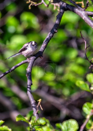 Oiseau chanteur délicat avec une queue incroyablement longue, flottant parmi les branches dans les jardins botaniques de Dublin.