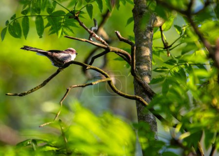 Photo for Delicate songbird with an incredibly long tail, flitting amongst branches in Dublin's Botanic Gardens. - Royalty Free Image