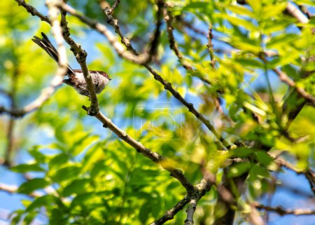 Oiseau chanteur délicat avec une queue incroyablement longue, flottant parmi les branches dans les jardins botaniques de Dublin.