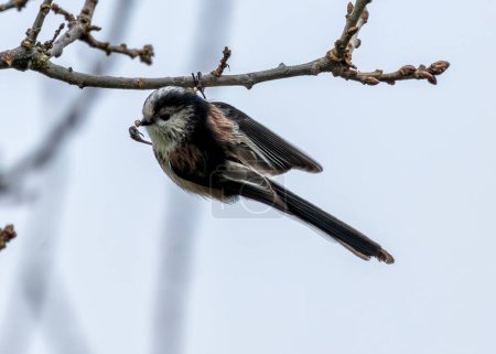 Delicate songbird with an incredibly long tail, flitting amongst branches in Dublin's Botanic Gardens.