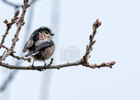 Photo for Delicate songbird with an incredibly long tail, flitting amongst branches in Dublin's Botanic Gardens. - Royalty Free Image