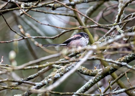 Delicate songbird with an incredibly long tail, flitting amongst branches in Dublin's Botanic Gardens.