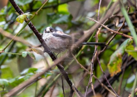 Delicado pájaro cantor con una cola increíblemente larga, revoloteando entre ramas en los Jardines Botánicos de Dublín.