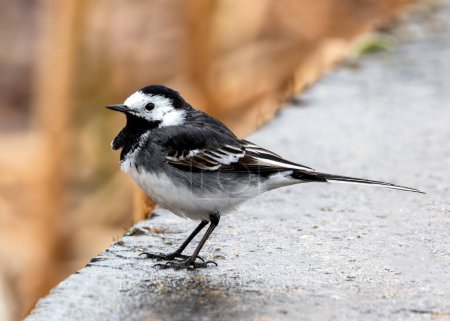 Black & white wagtail with a constantly flicking tail forages along the waterfront in Clontarf, Dublin.