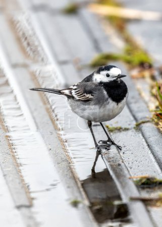 Wagtail blanco y negro con una cola constantemente moviéndose forrajes a lo largo del paseo marítimo en Clontarf, Dublín.
