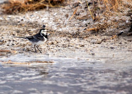 Black & white wagtail with a constantly flicking tail forages along the waterfront in Clontarf, Dublin.