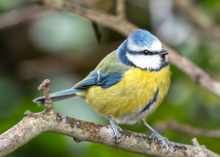 Winziger lebendiger blauer Singvogel mit gelber Brust, der im Grünen in Dublins Botanischem Garten thront.