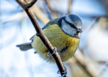 Winziger lebendiger blauer Singvogel mit gelber Brust, der im Grünen in Dublins Botanischem Garten thront.