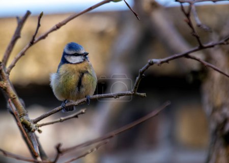 Petit oiseau chanteur bleu vif avec une poitrine jaune, perché dans la verdure dans les jardins botaniques de Dublin.