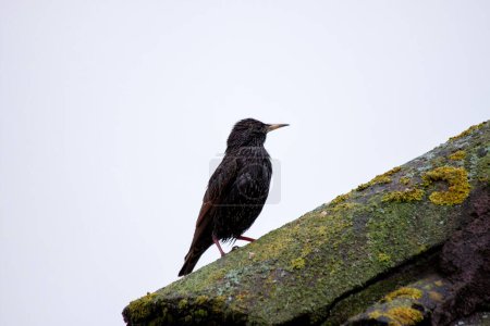 Common starling with glossy black plumage, perched on a building in Dublin, Ireland. 