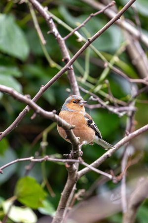 Male Chaffinch in Dublin's Botanic Gardens sings proudly, displaying vibrant plumage. 