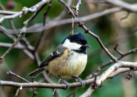 Tiny black-capped songbird with white cheeks forages amongst the trees of El Retiro Park, Madrid.