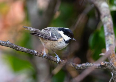 Tiny black-capped songbird with white cheeks forages amongst the trees of El Retiro Park, Madrid.