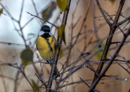 Busy Great Tit with black head & yellow chest explores the trees of Tiergarten park in Berlin.