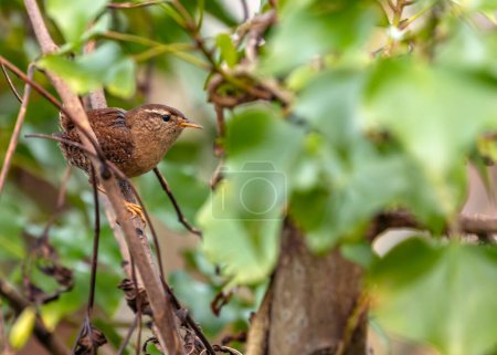 Tiny brown wren with a cocked tail searches for insects amongst the greenery in Dublin.