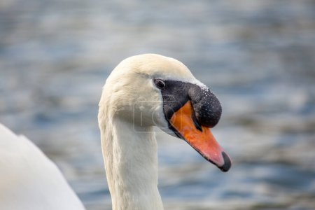 Majestätischer erwachsener Höckerschwan mit weißem Gefieder gleitet anmutig über das Wasser in Powerscourt, Wicklow.