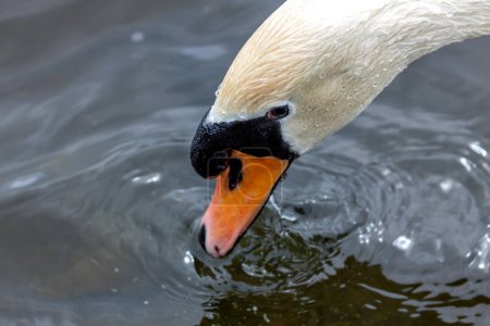 Majestuoso cisne mudo adulto con plumaje blanco se desliza con gracia a través del agua en Powerscourt, Wicklow.