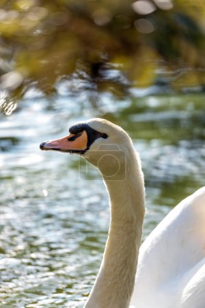 Majestic adult Mute Swan with white plumage glides gracefully across the water in Powerscourt, Wicklow.