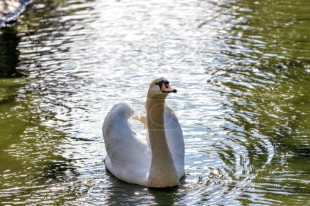 Majestic adult Mute Swan with white plumage glides gracefully across the water in Powerscourt, Wicklow.