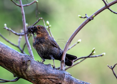 Female Blackbird with dark brown plumage searches for food amongst the trees of St. James's Park, London. 