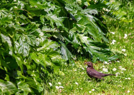 Female Blackbird with dark brown plumage searches for food amongst the trees of St. James's Park, London. 