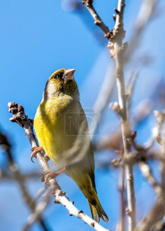 Lebendiger Grünfink mit gelber Brust, der auf einem Zweig in Dublins Botanischem Garten thront.