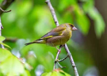 Vibrant greenfinch with a yellow breast, perched on a branch in Dublin's Botanic Gardens.