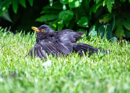 Male Blackbird with jet black plumage sings melodiously in a Kildare garden, Ireland.