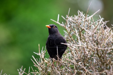 Blackbird mâle au plumage noir jais chante mélodieusement dans un jardin Kildare, Irlande.