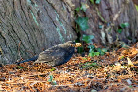 Blackbird macho con plumaje negro azabache canta melodiosamente en un jardín Kildare, Irlanda.