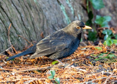 Blackbird macho con plumaje negro azabache canta melodiosamente en un jardín Kildare, Irlanda.