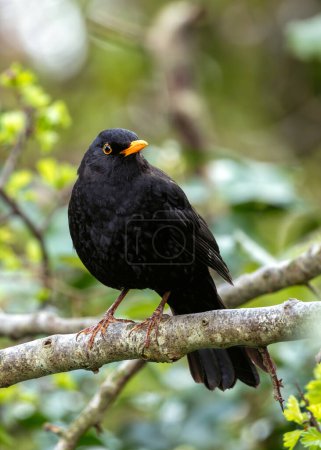 Male Blackbird with jet black plumage sings melodiously in a Kildare garden, Ireland.