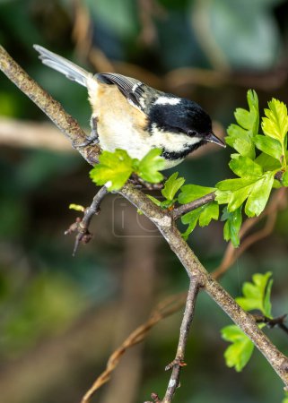 Winziger schwarzer Singvogel mit weißen Wangen auf Nahrungssuche in Dublins National Botanic Gardens.