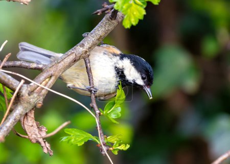 Winziger schwarzer Singvogel mit weißen Wangen auf Nahrungssuche in Dublins National Botanic Gardens.