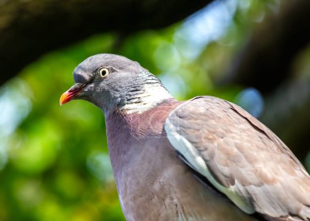 Grand Pigeon des Bois au corps gris et plumes au cou irisé, fourrages au sol dans le Phoenix Park de Dublin. 