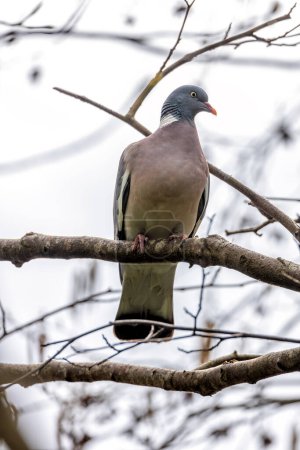 Large Wood Pigeon with a grey body and iridescent neck feathers, forages on the ground in Dublin's Phoenix Park. 