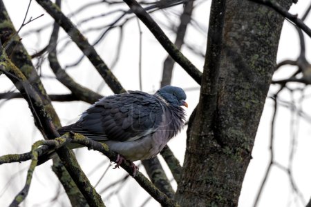 Téléchargez les photos : Grand Pigeon des Bois au corps gris et plumes au cou irisé, fourrages au sol dans le Phoenix Park de Dublin. - en image libre de droit