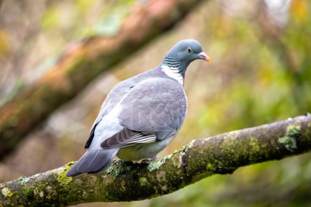 Photo for Large Wood Pigeon with a grey body and iridescent neck feathers, forages on the ground in Dublin's Phoenix Park. - Royalty Free Image