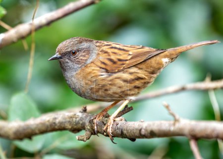 Small brown Dunnock with a speckled chest, forages for food amongst the bushes in Father Collins Park, Dublin.