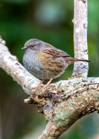Photo for Small brown Dunnock with a speckled chest, forages for food amongst the bushes in Father Collins Park, Dublin. - Royalty Free Image