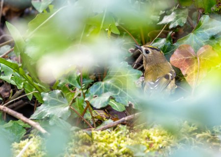 Tiny Goldcrest with a golden crest forages amongst the branches in Dublin's Phoenix Park.