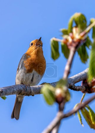 Adult Robin with vibrant red breast perched on a branch in Dublin's National Botanic Gardens. 