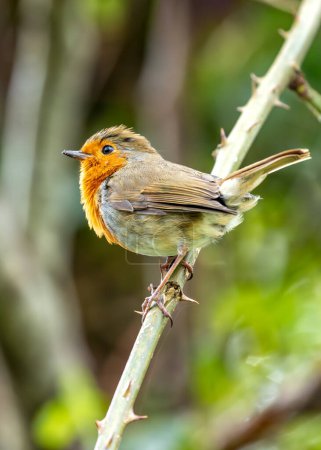 Robin adulto con el pecho rojo vibrante encaramado en una rama en los Jardines Botánicos Nacionales de Dublín. 