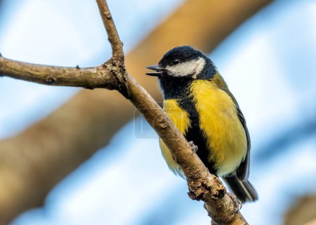 Busy Great Tit with black head & yellow chest, explores Dublin's National Botanic Gardens.