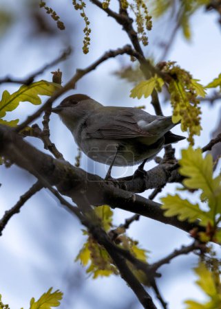 Male Blackcap with a black cap and grey back sings loudly amongst the trees in Dublin. 