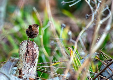 Un minuscule wren brun avec une queue arquée cherche des insectes dans la verdure de Dublin. 